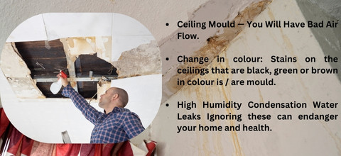 Professional Mould removal in canberra
